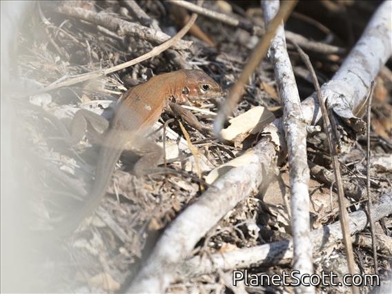 Mexican Racerunner (Aspidoscelis guttatus)