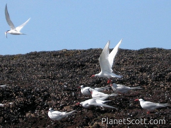 South American Terns, Isla Pajaros