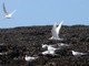 South American Terns, Isla Pajaros