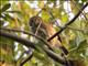 Ferruginous Pygmy-Owl (Glaucidium brasilianum)