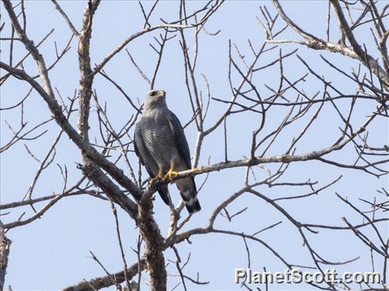 Gray Hawk (Buteo plagiatus)