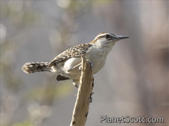 Rufous-naped Wren (Campylorhynchus rufinucha)