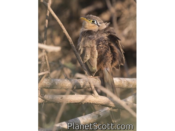 Lesser Ground-Cuckoo (Morococcyx erythropygus)