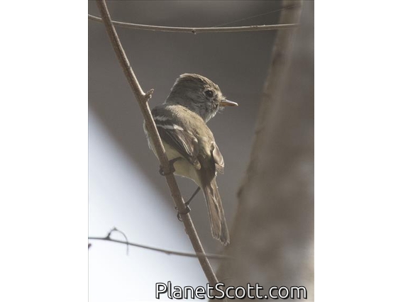 Flammulated Flycatcher (Deltarhynchus flammulatus)