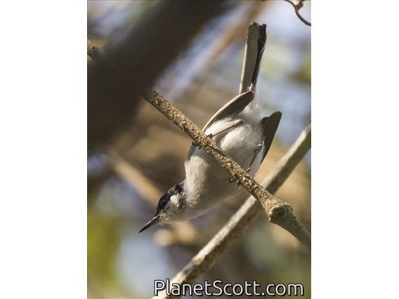 White-lored Gnatcatcher (Polioptila albiloris) - Male