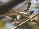 White-lored Gnatcatcher (Polioptila albiloris) - Male