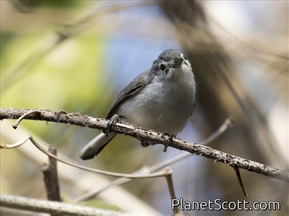 White-lored Gnatcatcher (Polioptila albiloris) - Female