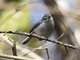 White-lored Gnatcatcher (Polioptila albiloris) - Female