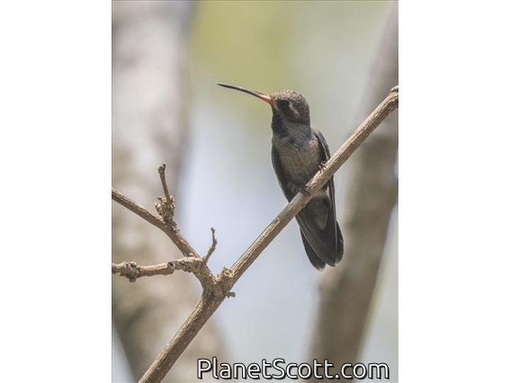 Turquoise-crowned Hummingbird (Cynanthus doubledayi)