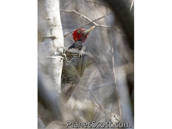 Pale-billed Woodpecker (Campephilus guatemalensis)