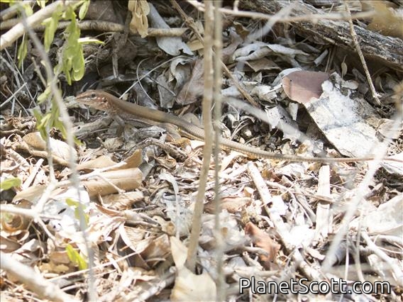 Mexican Racerunner (Aspidoscelis guttatus)
