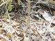 Mexican Racerunner (Aspidoscelis guttatus)