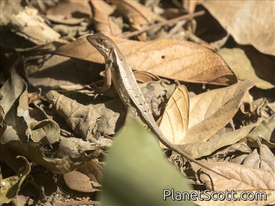Longtail Spiny Lizard (Sceloporus siniferus)