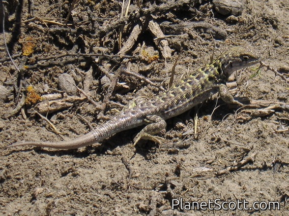 Lion Lizard, Peninsula Valdez