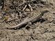 Black-faced Smooth-throated Lizard (Liolaemus melanops)