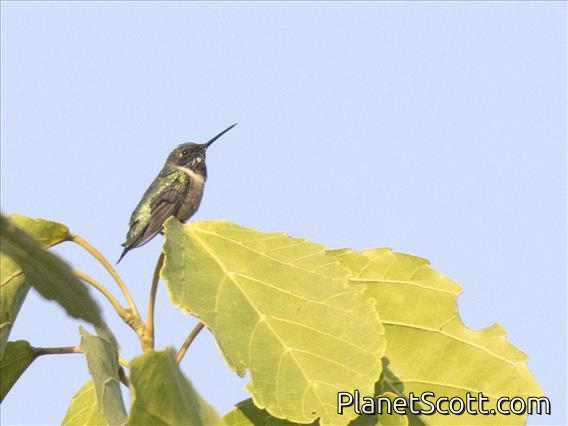 Ruby-throated Hummingbird (Archilochus colubris)