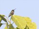 Ruby-throated Hummingbird (Archilochus colubris)