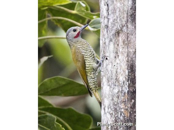 Gray-crowned Woodpecker (Colaptes auricularis)