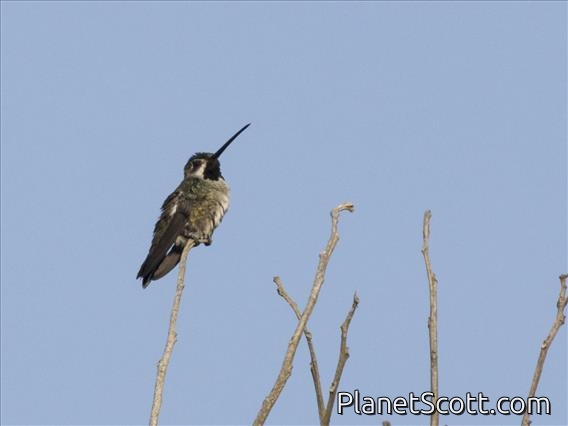 Long-billed Starthroat (Heliomaster longirostris)