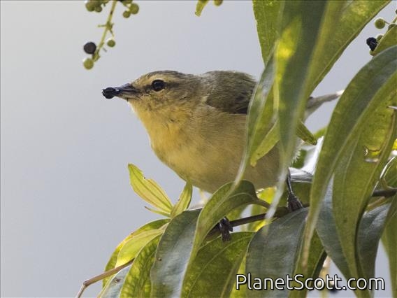 Tennessee Warbler (Leiothlypis peregrina)