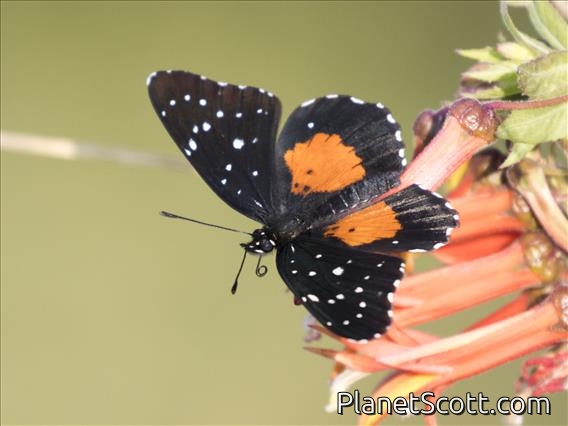 Crimson Patch (Chlosyne janais)