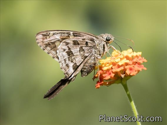 Dorantes Longtail (Thorybes dorantes)