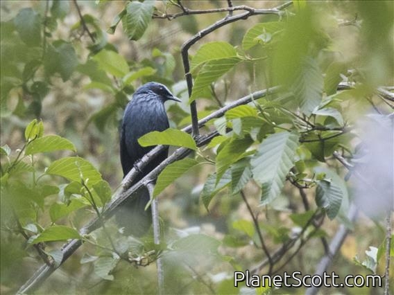 Blue Rocking Bird Blue Mockingbird (Melanotis caerulescens) - PlanetScott.com