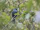 Blue Mockingbird (Melanotis caerulescens)