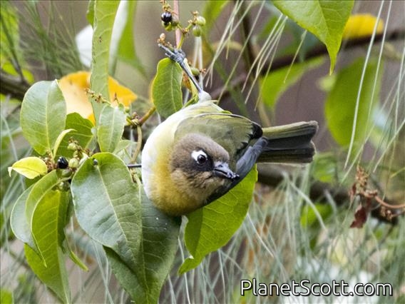Common Chlorospingus (Chlorospingus flavopectus)
