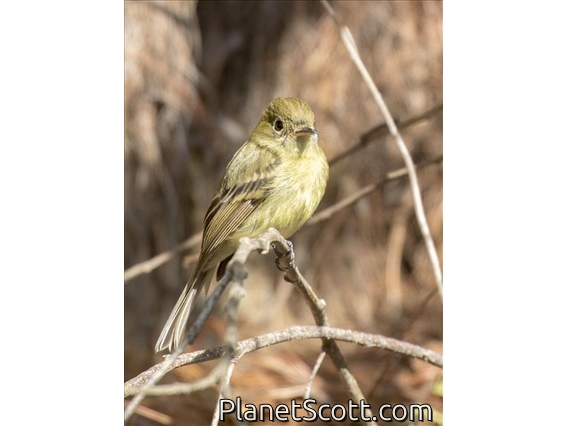 Western Flycatcher (Empidonax difficilis)