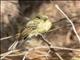 Western Flycatcher (Empidonax difficilis)