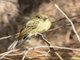 Western Flycatcher (Empidonax difficilis)