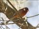 Red Warbler (Cardellina rubra)