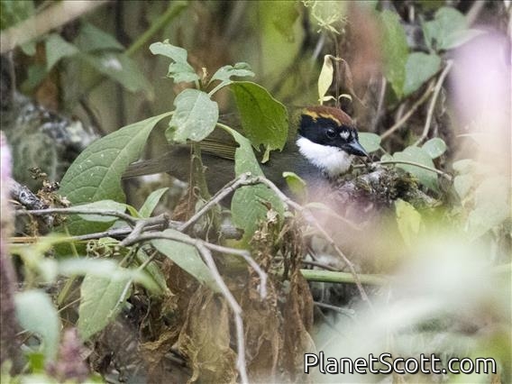 Chestnut-capped Brushfinch (Arremon brunneinucha)