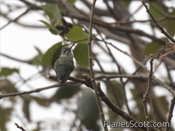 Bumblebee Hummingbird (Selasphorus heloisa) - Female