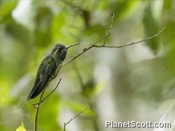 Blue-throated Mountain-Gem (Lampornis clemenciae)