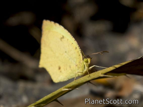 Salome Yellow (Abaeis salome)