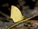 Salome Yellow (Abaeis salome)