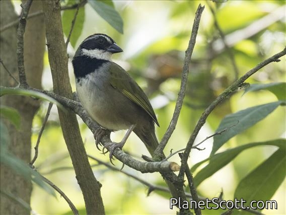 Collared Towhee (Pipilo ocai)