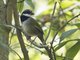 Collared Towhee (Pipilo ocai)