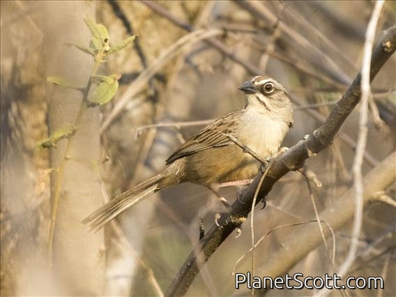 Oaxaca Sparrow (Aimophila notosticta)