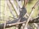 Pileated Flycatcher (Xenotriccus mexicanus)