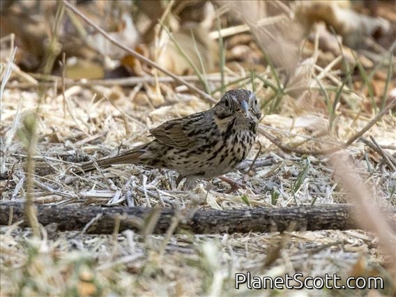 Savannah Sparrow (Passerculus sandwichensis) - Grayish Morph