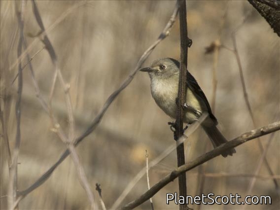 Dwarf Vireo (Vireo nelsoni)