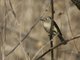 Dwarf Vireo (Vireo nelsoni)