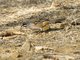 Bridled Sparrow (Peucaea mystacalis)
