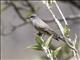 Cassins Kingbird (Tyrannus vociferans)