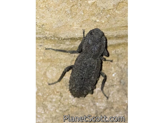 Flat-faced Longhorn Beetle (Lagocheirus sp)
