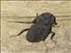 Flat-faced Longhorn Beetle (Lagocheirus sp)