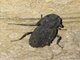 Flat-faced Longhorn Beetle (Lagocheirus sp)